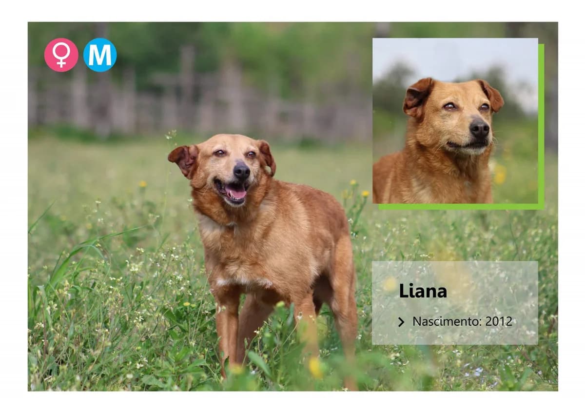 duda, Mixed Breed for adoption at ADAAVV