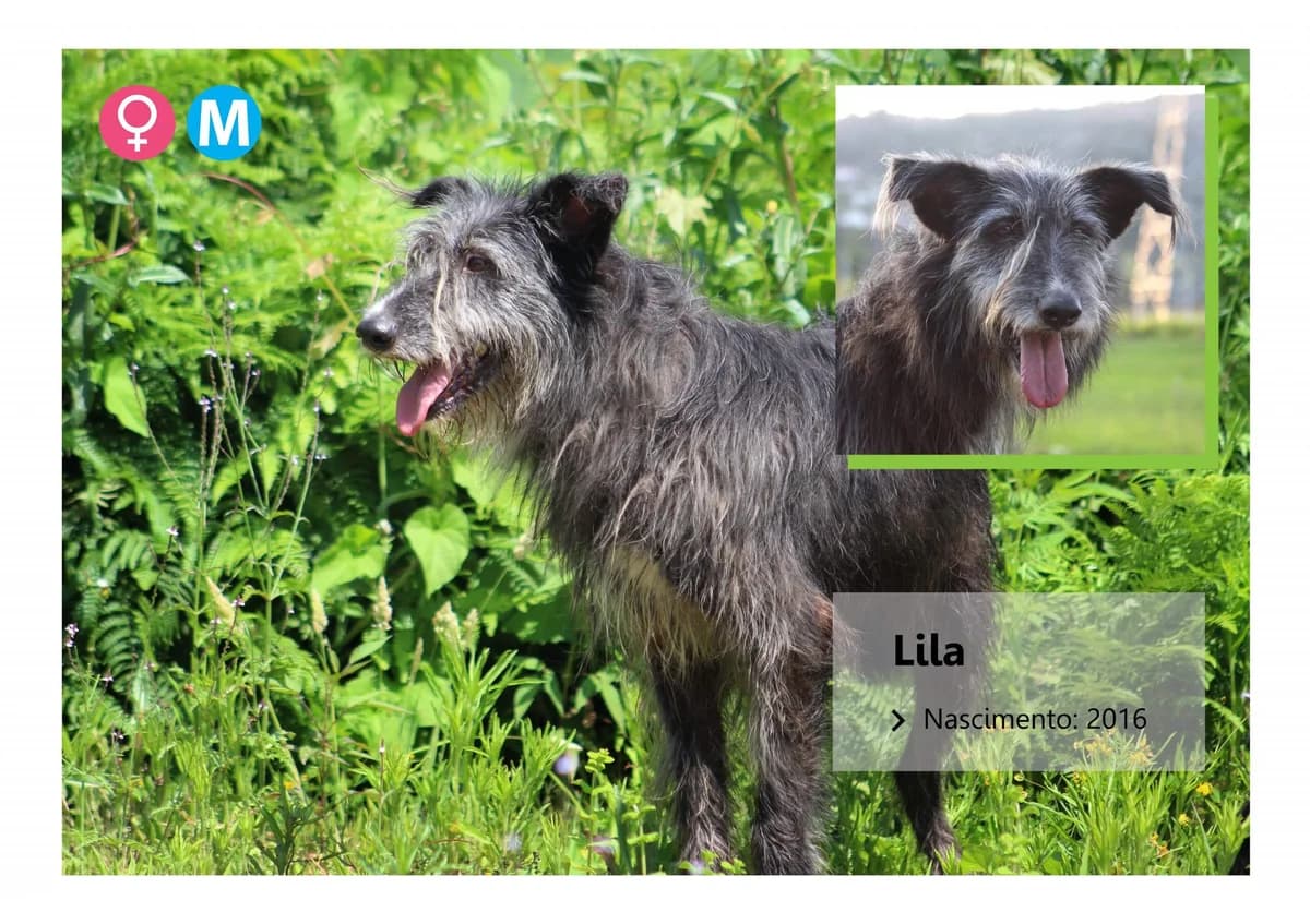 Lila, Mixed Breed for adoption at ADAAVV