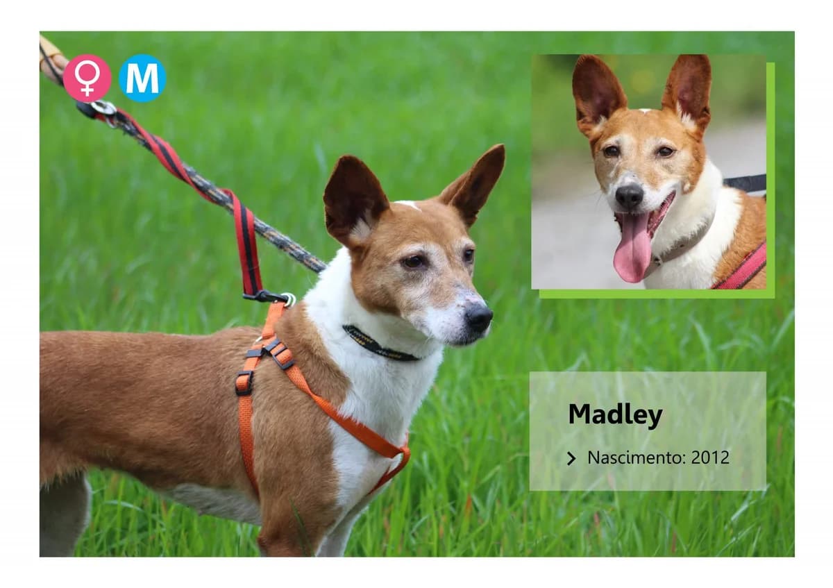 Madley, Mixed Breed for adoption at ADAAVV