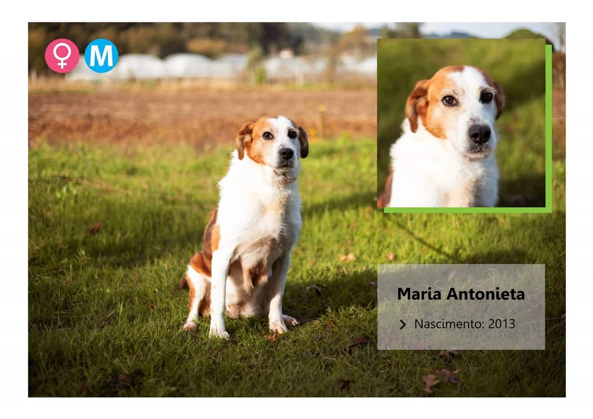 mamuda, Mixed Breed for adoption at ADAAVV