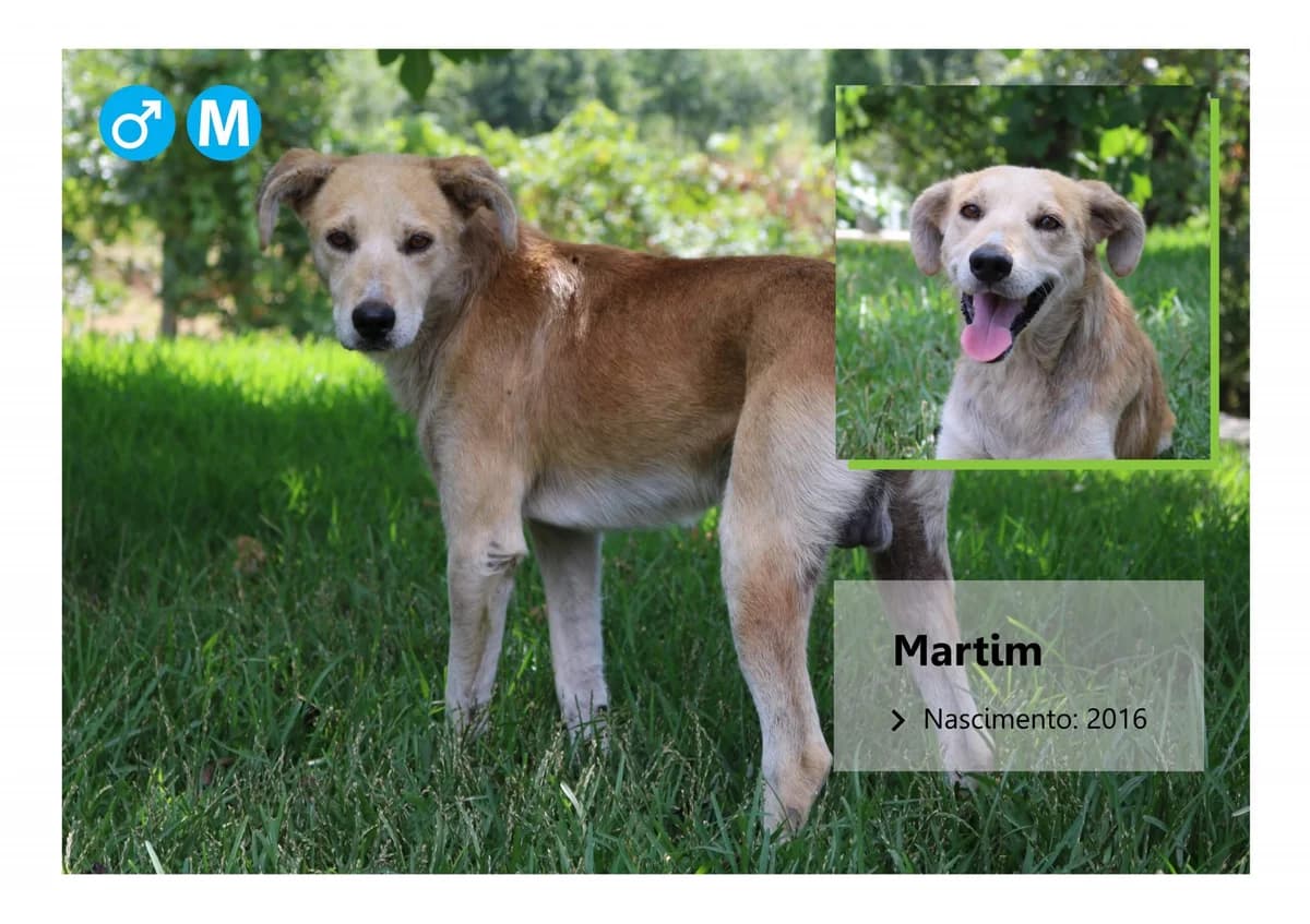 martim, Mixed Breed for adoption at ADAAVV
