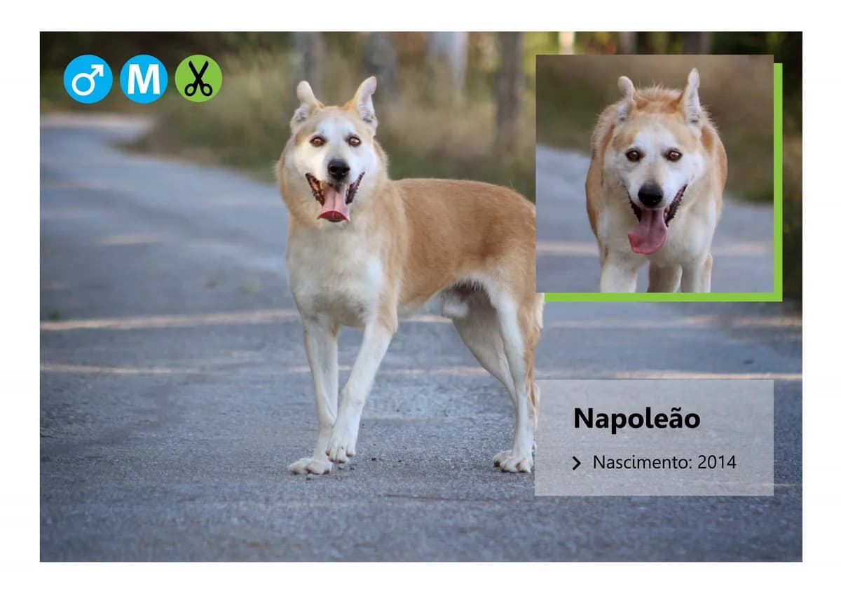 Napoleรฃo, Mixed Breed for adoption at ADAAVV