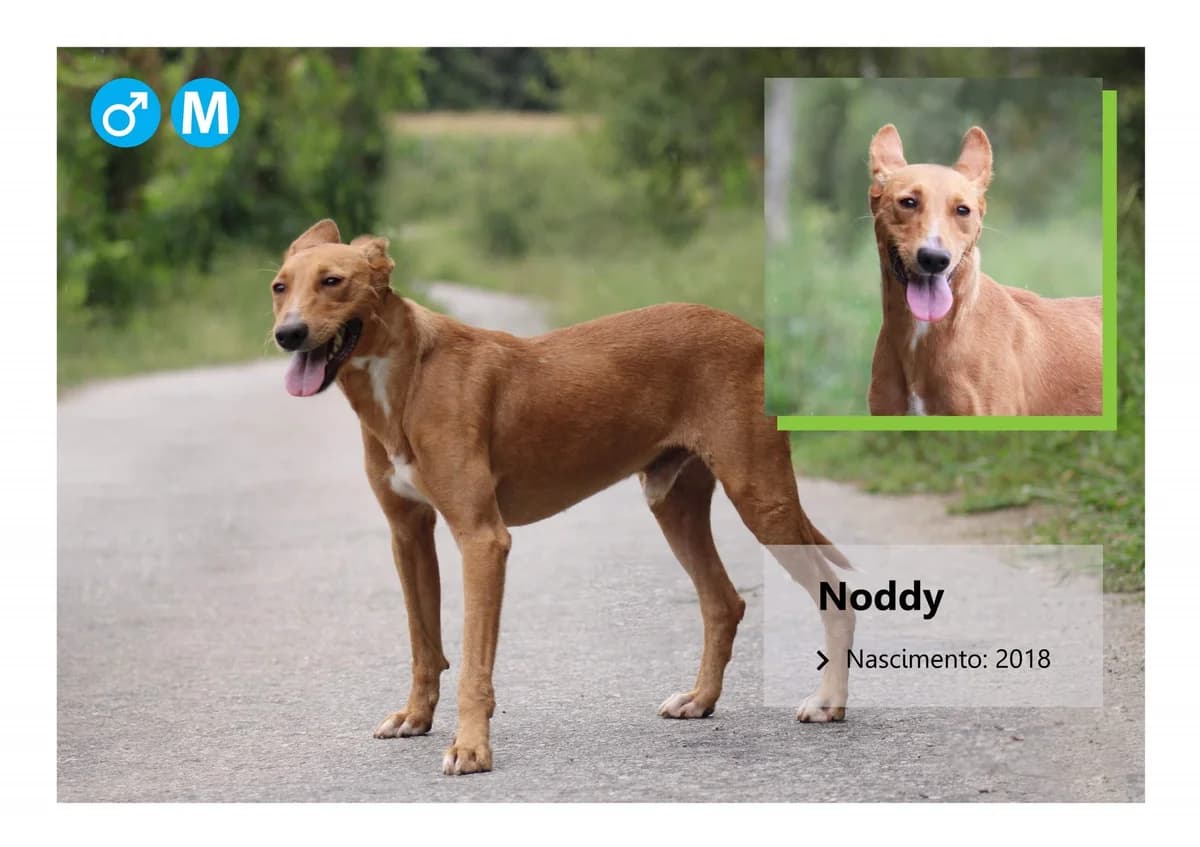 noddy, Mixed Breed for adoption at ADAAVV