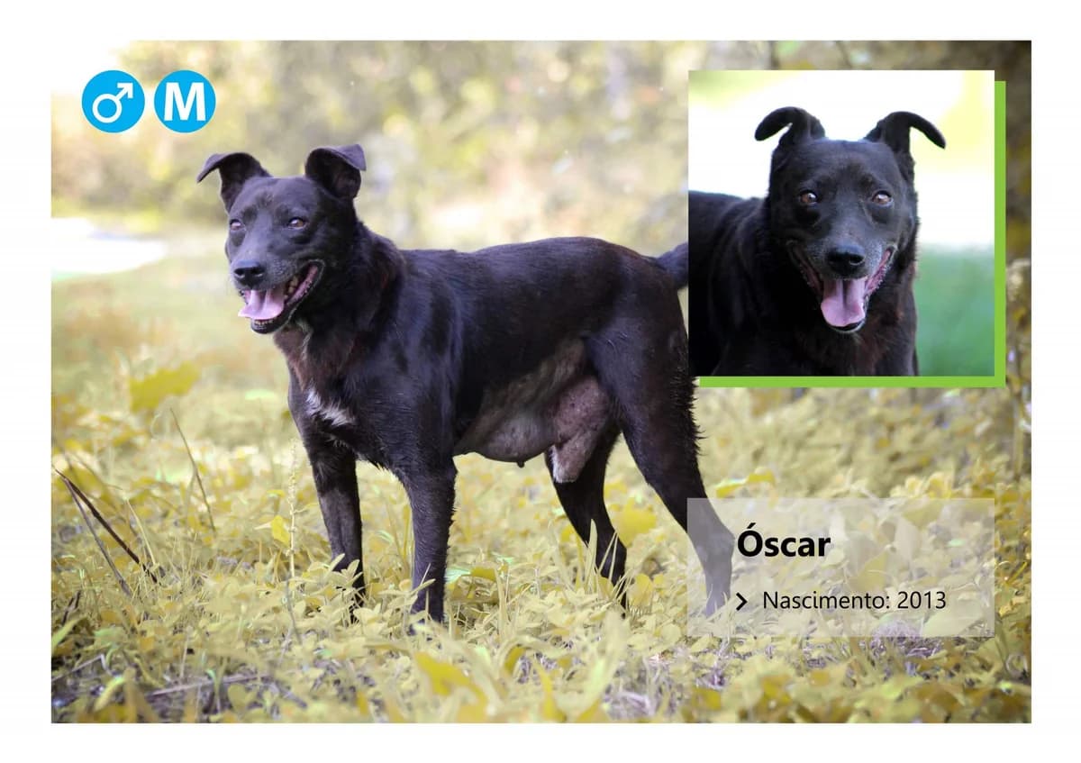Oscar, Mixed Breed for adoption at ADAAVV