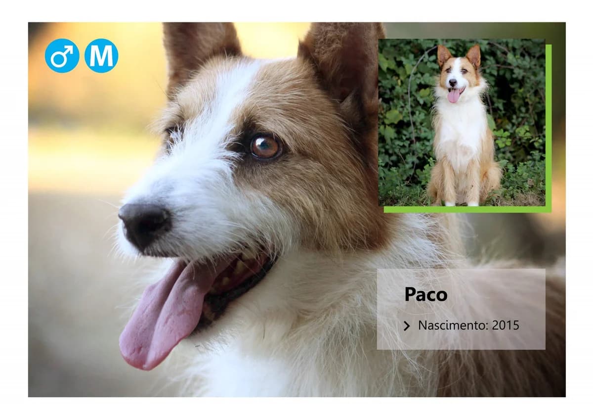 Paco, Mixed Breed for adoption at ADAAVV