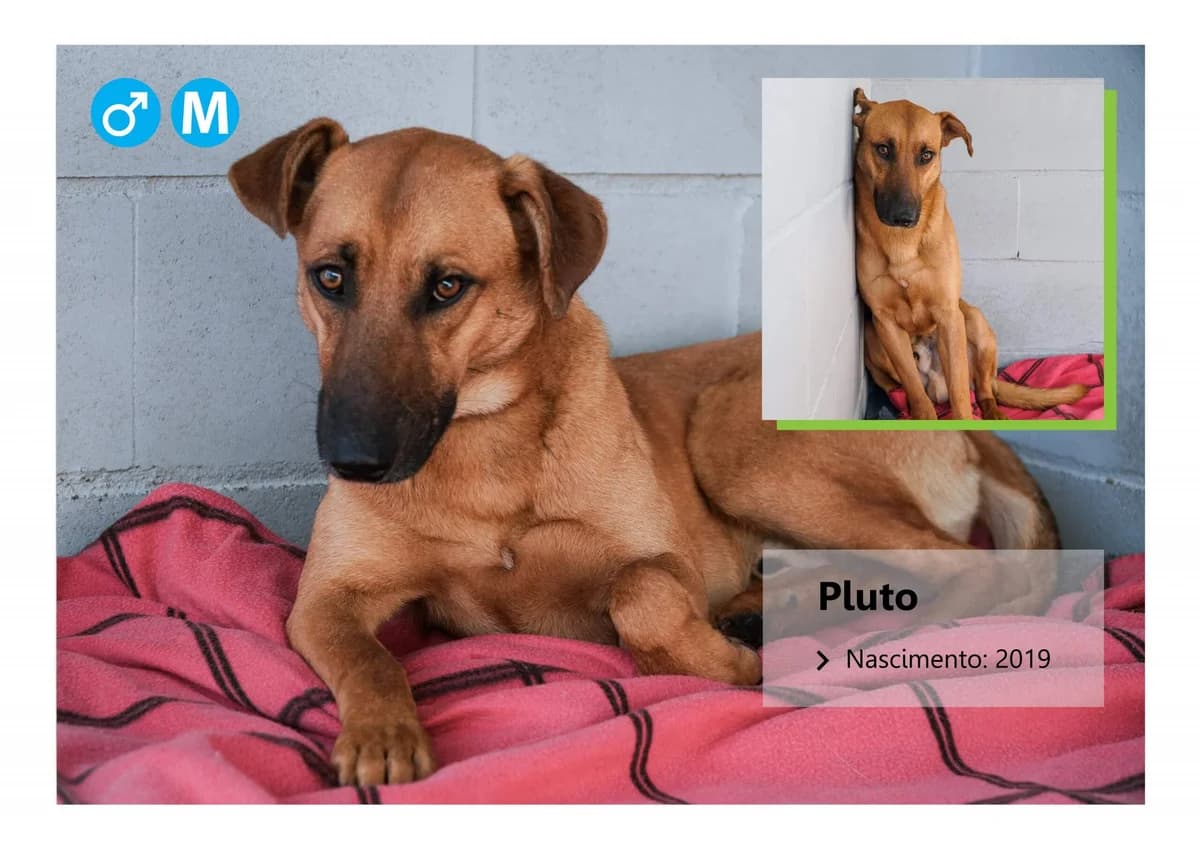 pluto, Mixed Breed for adoption at ADAAVV