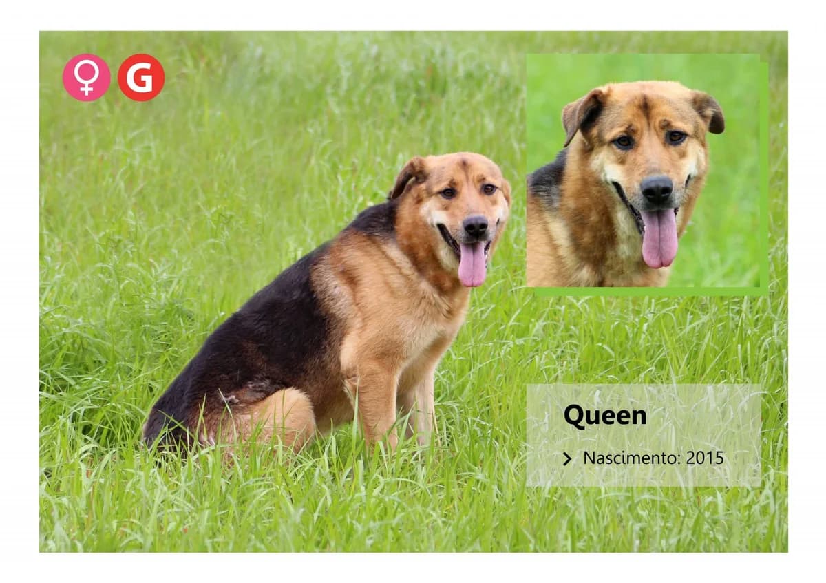 Cleo, Mixed Breed for adoption at ADAAVV