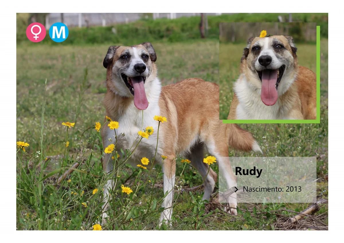 Rudy, Mixed Breed for adoption at ADAAVV