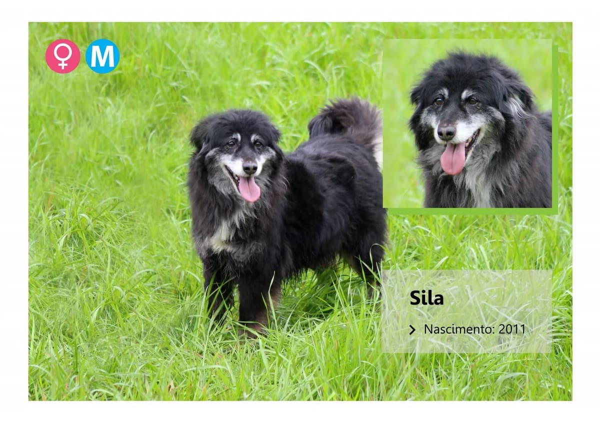 Sila, Mixed Breed for adoption at ADAAVV