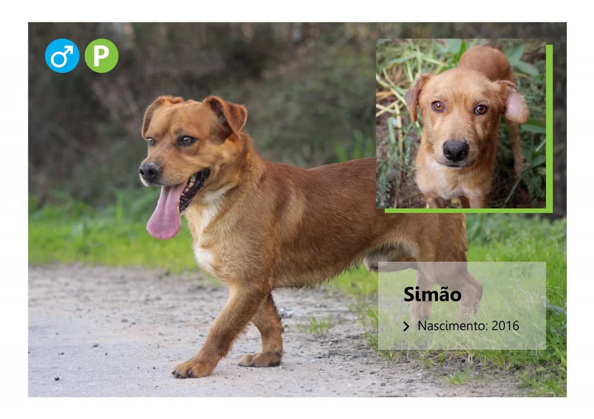 simΓ£o2, Mixed Breed for adoption at ADAAVV