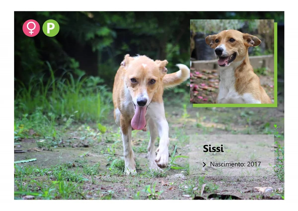 Sissi, Mixed Breed for adoption at ADAAVV