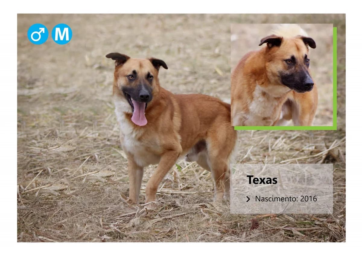 Texas, Mixed Breed for adoption at ADAAVV