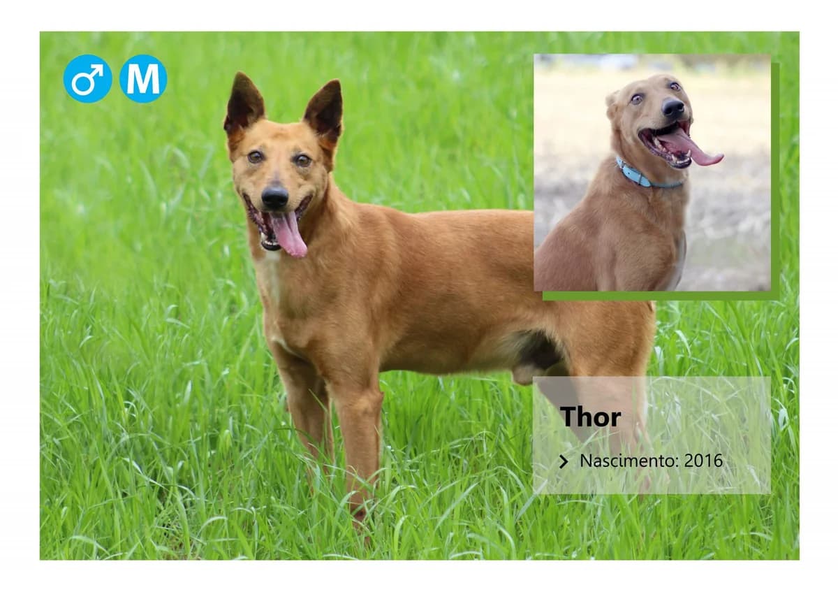 Thor, Mixed Breed for adoption at ADAAVV