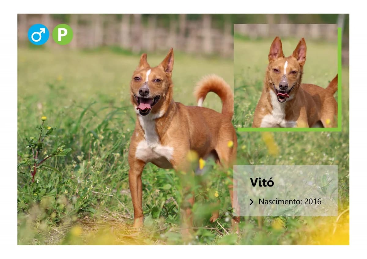 VitΓ³, Mixed Breed for adoption at ADAAVV