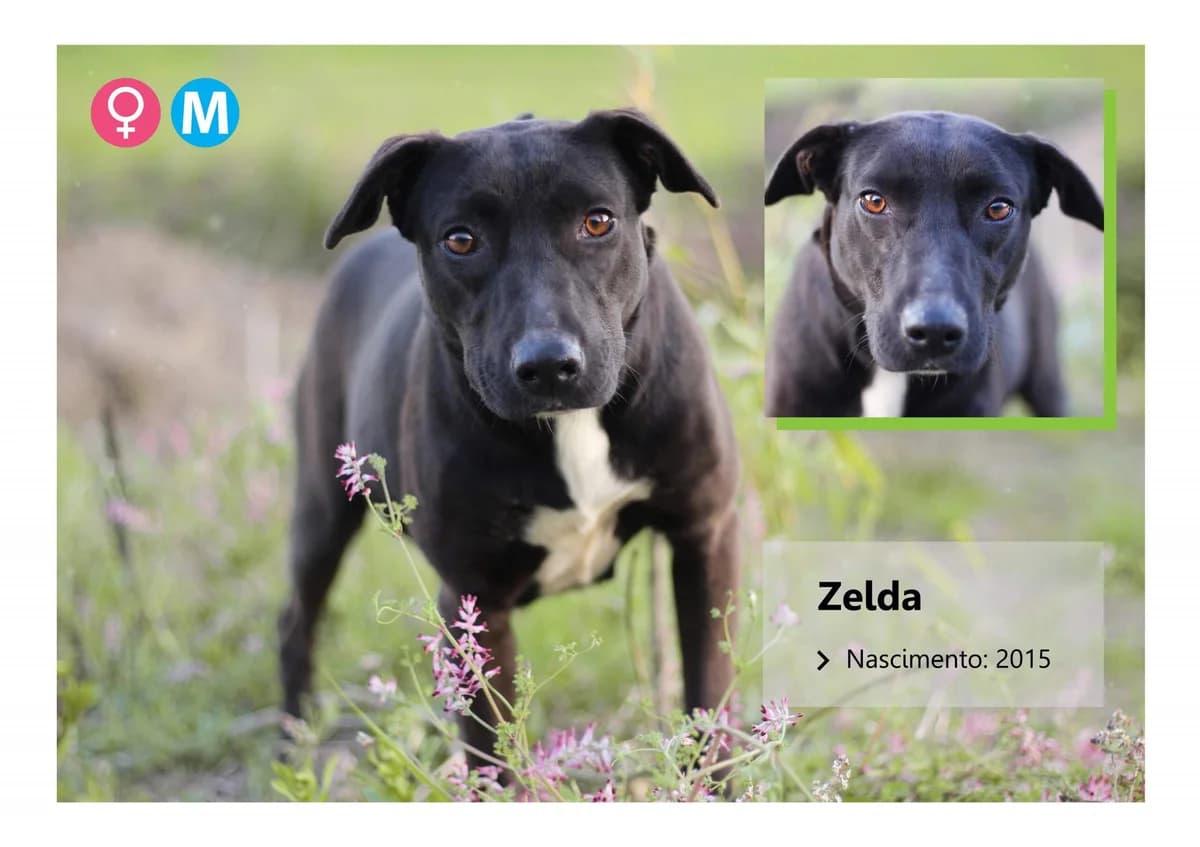 Zelda, Mixed Breed for adoption at ADAAVV