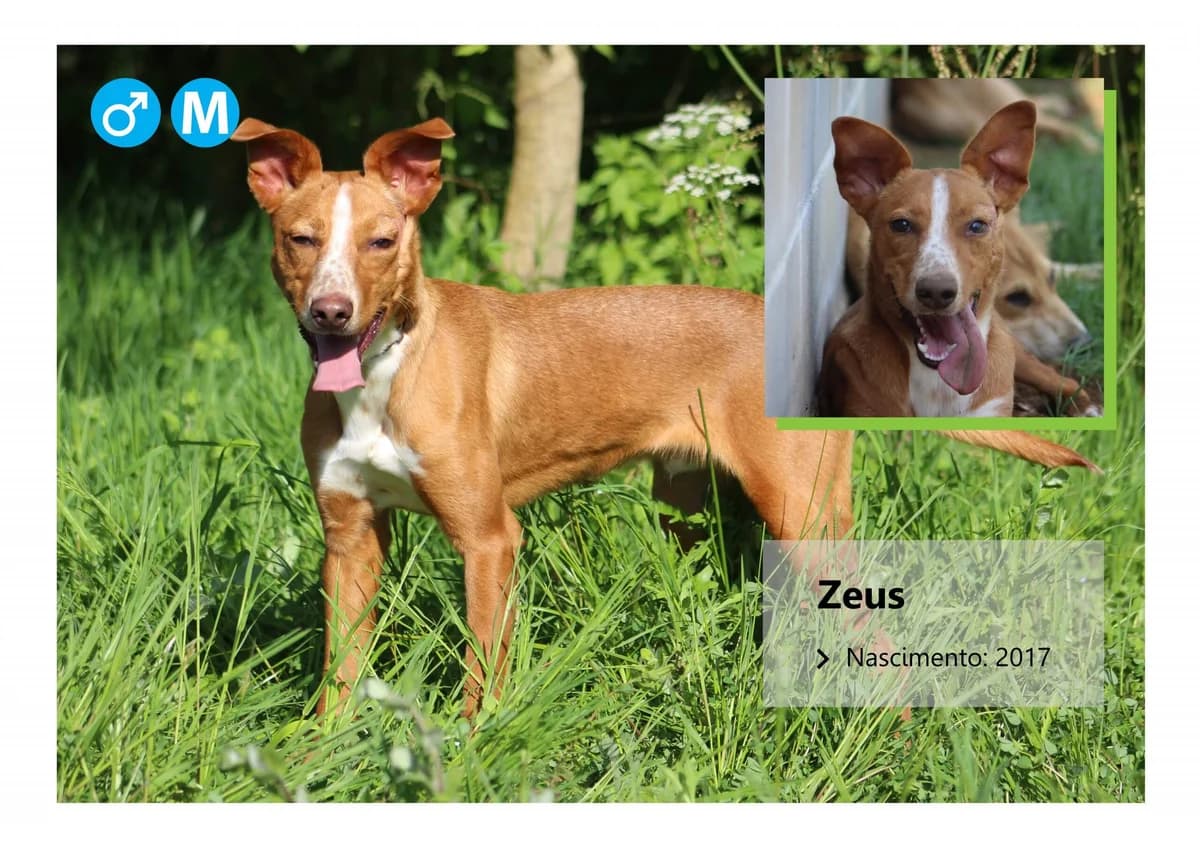 Zeus, Mixed Breed for adoption at ADAAVV