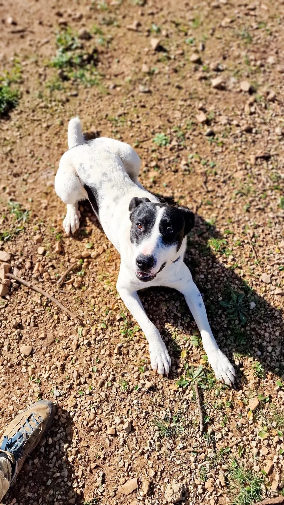 Harry, female young Mixed Breed for adoption at A Dog's Life Rescue, Eastern Algarve