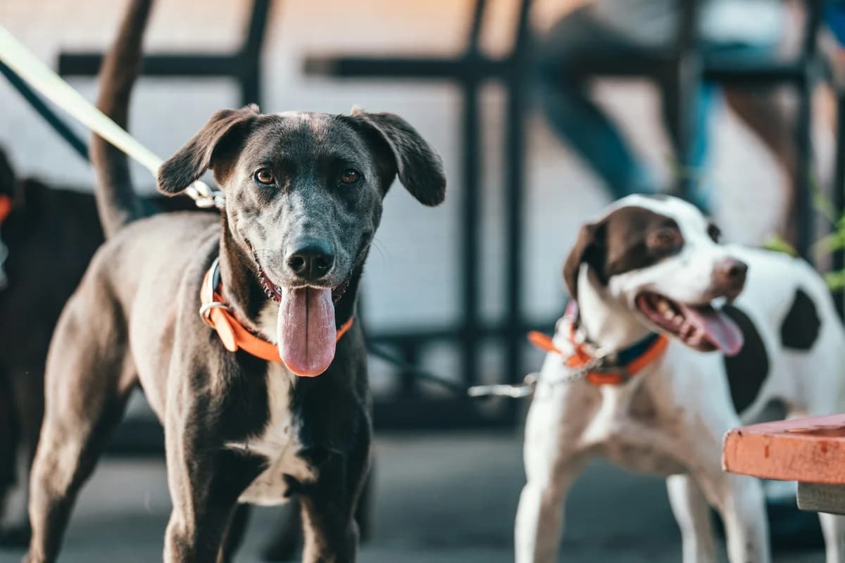 Our Dogs, puppy Mixed Breed for adoption at A Dog's Life Rescue, Eastern Algarve