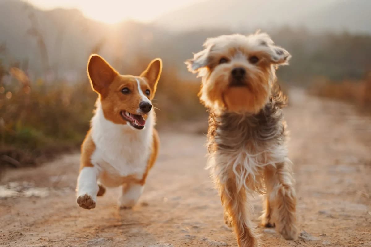 To Sponsor, Mixed Breed for adoption at A Dog's Life Rescue, Eastern Algarve