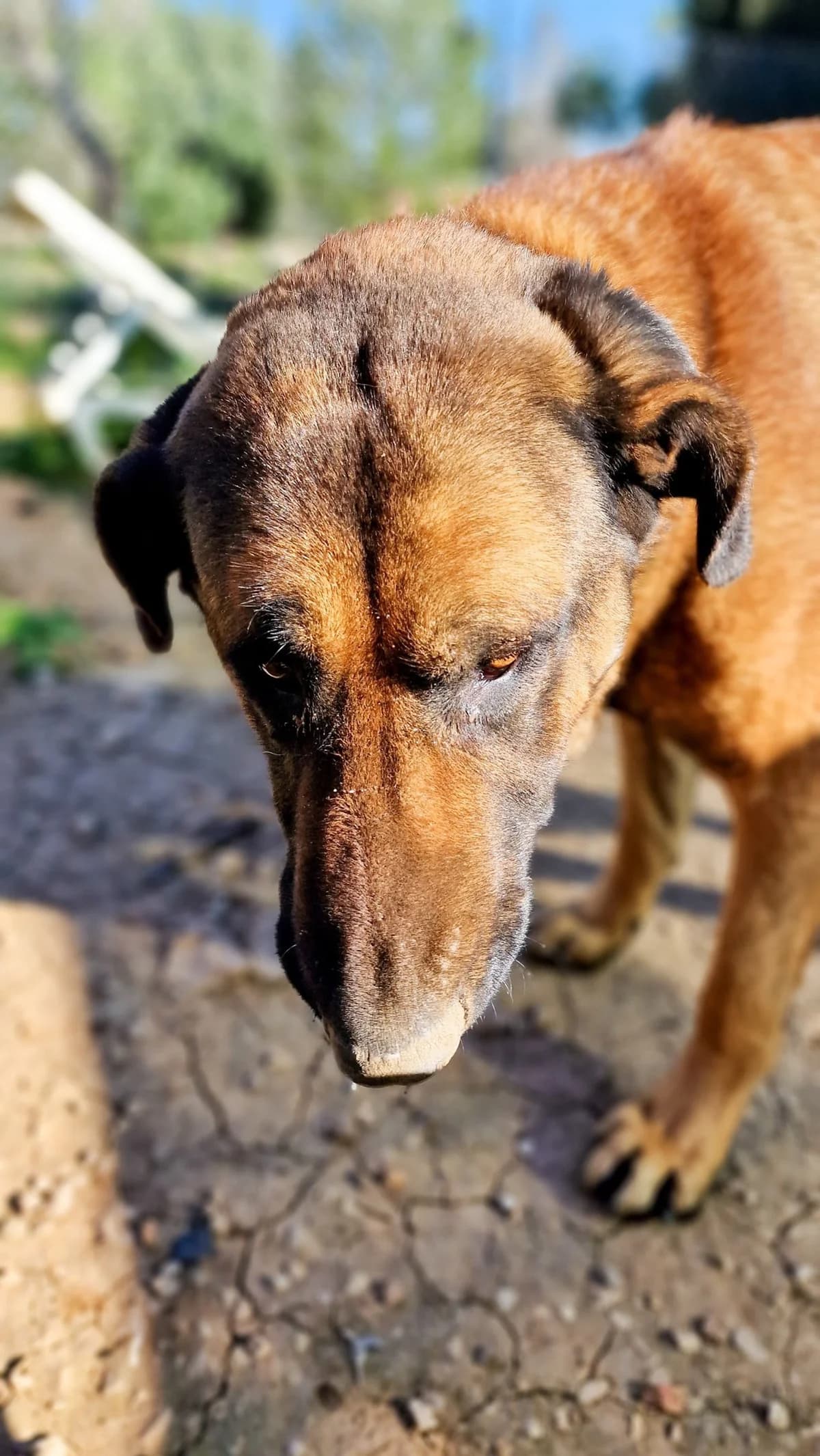 Tyler, male young Mixed Breed for adoption at A Dog's Life Rescue, Eastern Algarve