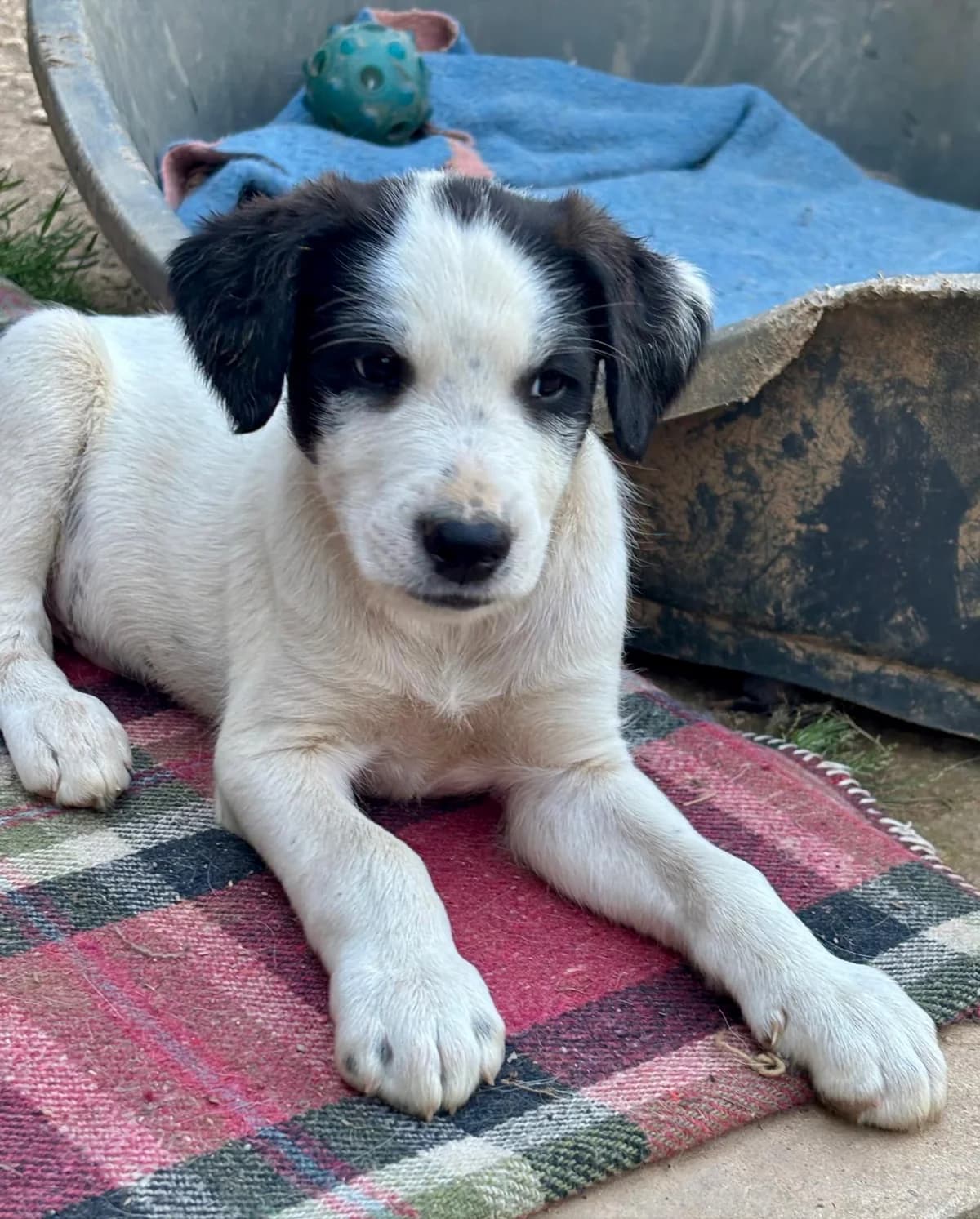 Ernie, male puppy Mixed Breed for adoption at Adoption Dogs Portugal, Portugal