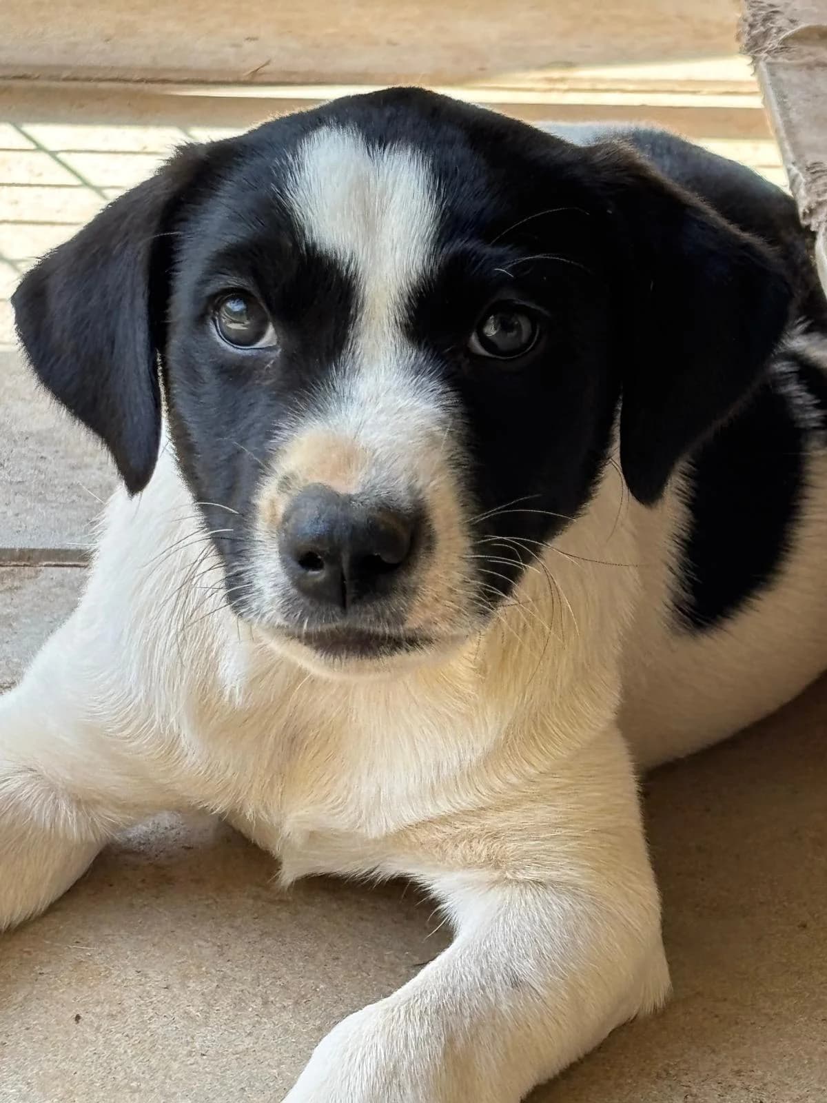 Flora, female puppy Mixed Breed for adoption at Adoption Dogs Portugal, Portugal