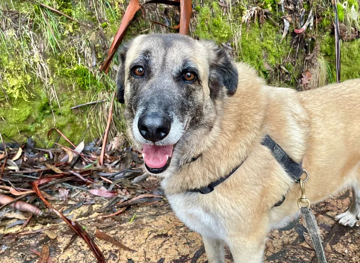 Mafalda, female senior Mixed Breed for adoption at Adoption Dogs Portugal, Portugal
