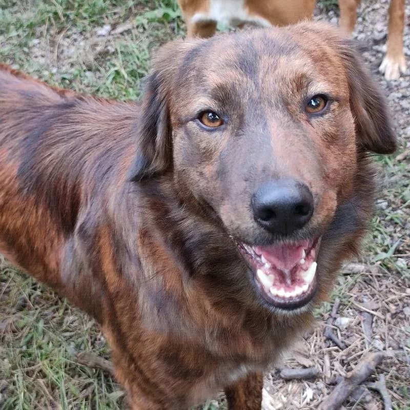 Manuk, male 5yo Mixed Breed for adoption at Adoption Dogs Portugal, Portugal