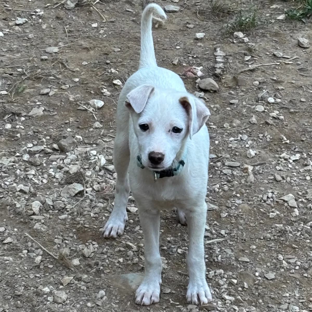 Misty, female young Mixed Breed for adoption at Adoption Dogs Portugal, Portugal