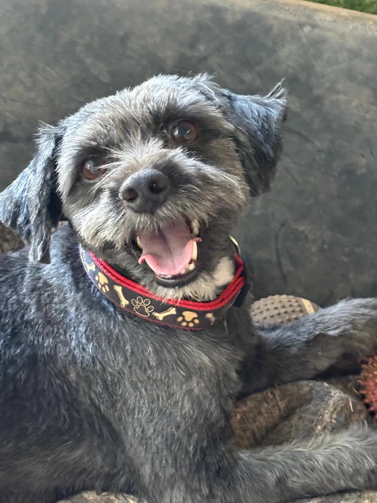 Nimbus, male Mixed Breed for adoption at Adoption Dogs Portugal, Portugal