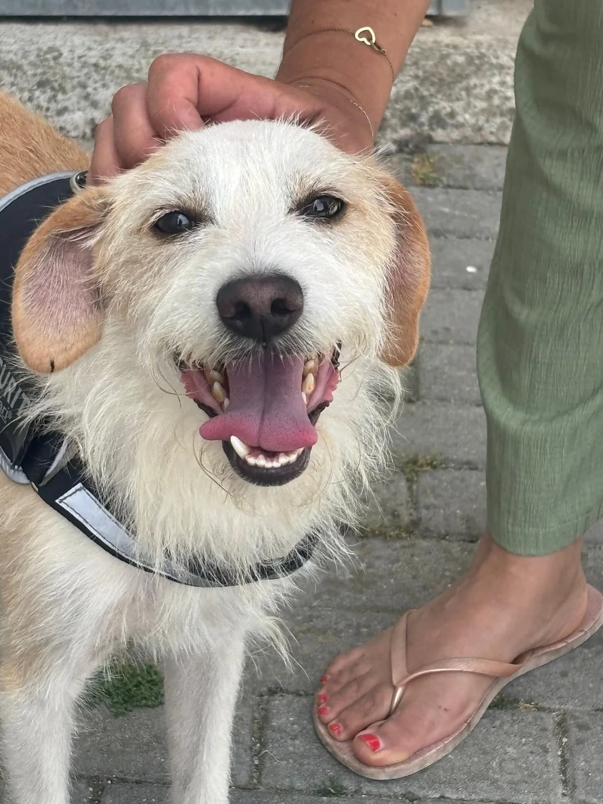 Picasso, male 3yo Mixed Breed for adoption at Adoption Dogs Portugal, Portugal