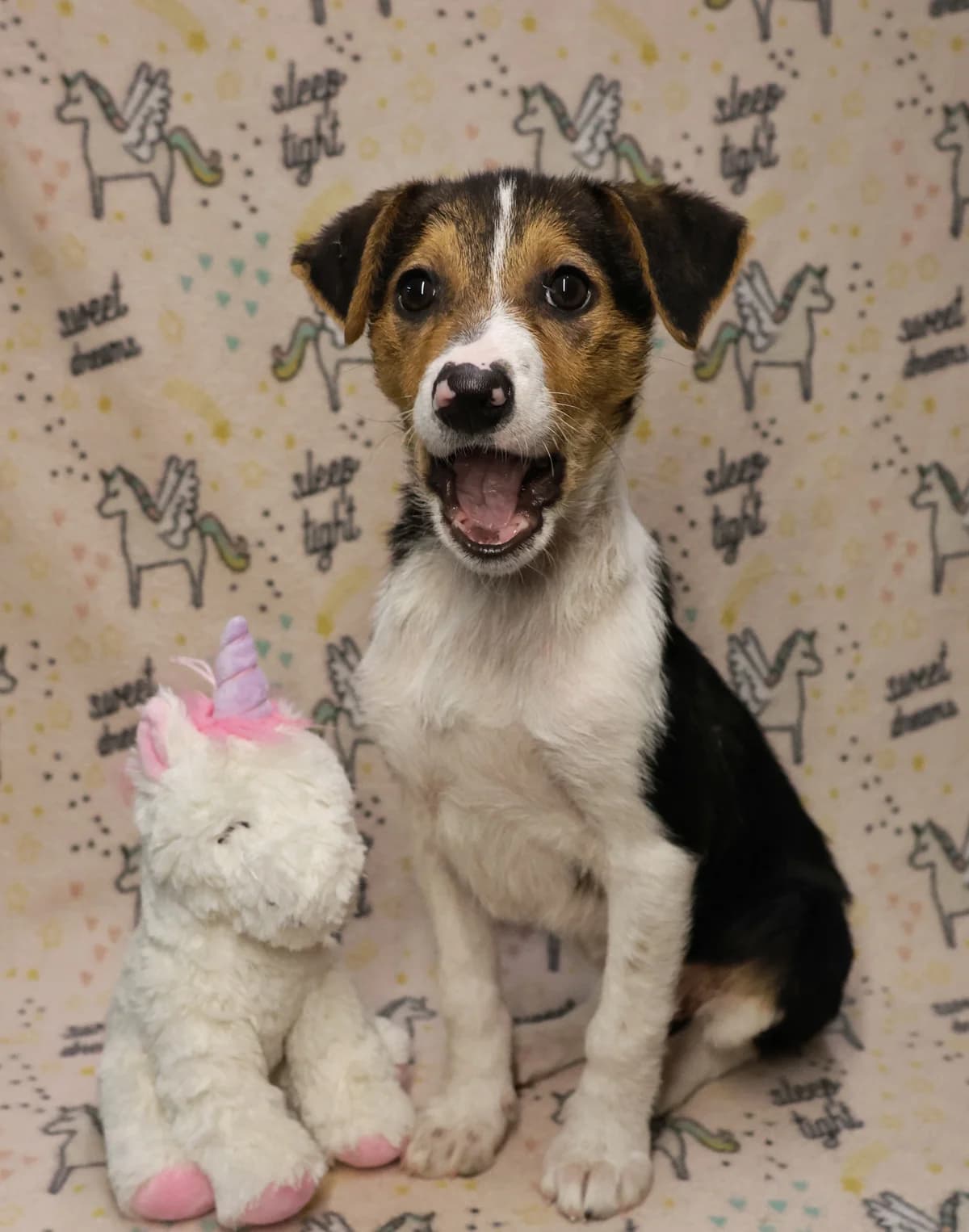 Rosa, female puppy Mixed Breed for adoption at Adoption Dogs Portugal, Portugal