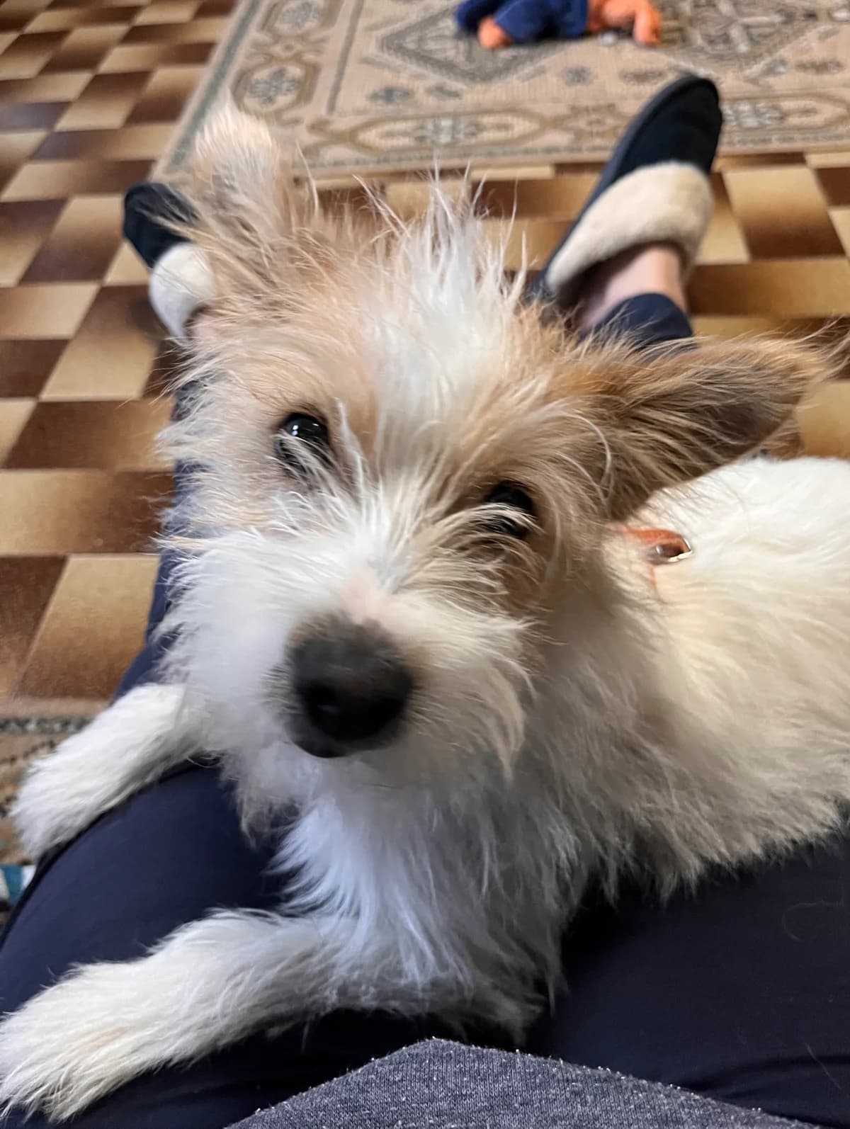 Wilson, male puppy Mixed Breed for adoption at Adoption Dogs Portugal, Portugal