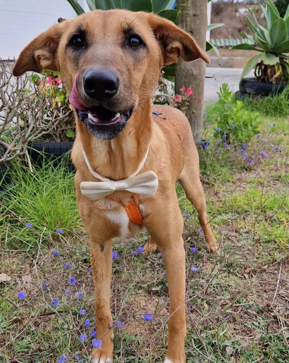 Clipper, male Mixed Breed for adoption at Amigo Fiel Bombarral