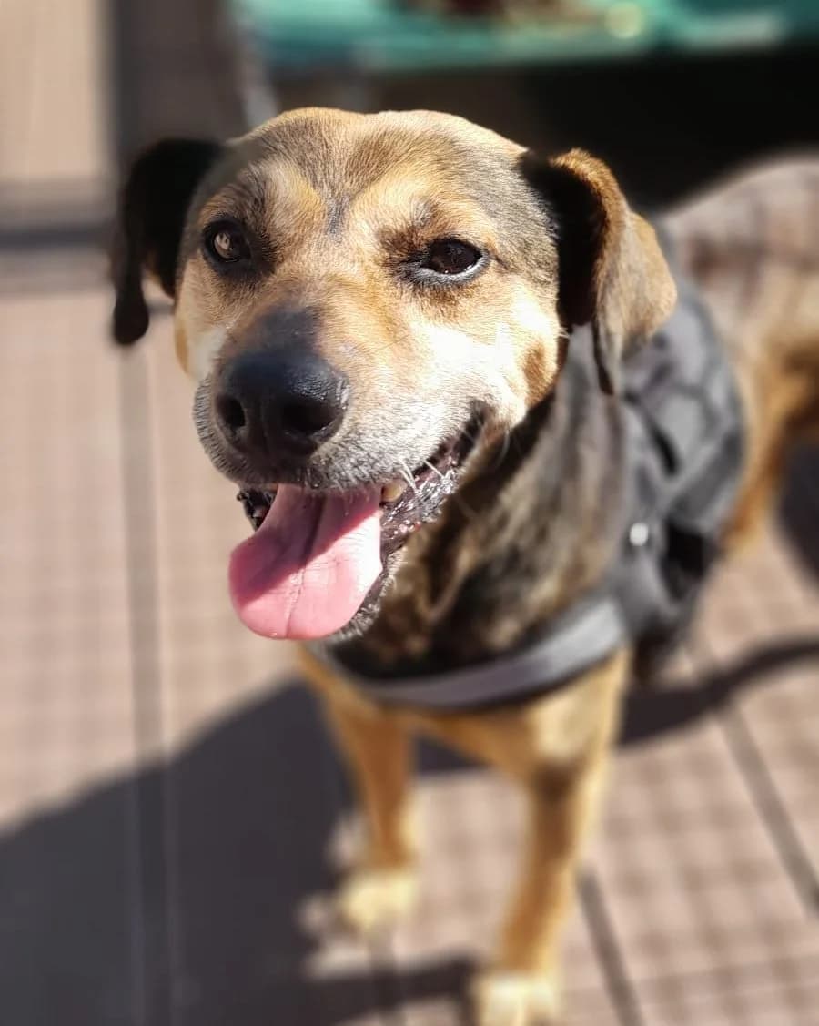 Dexter, male Mixed Breed for adoption at Amigo Fiel Bombarral