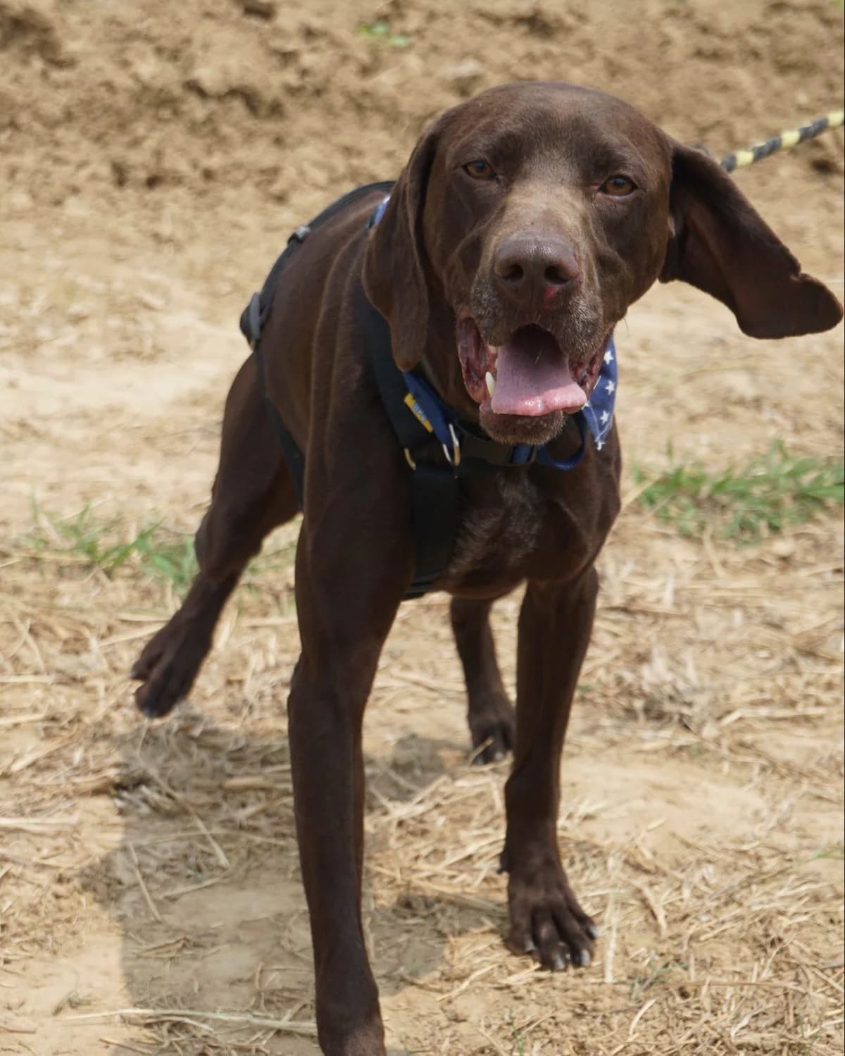 Frances, male Mixed Breed for adoption at Amigo Fiel Bombarral