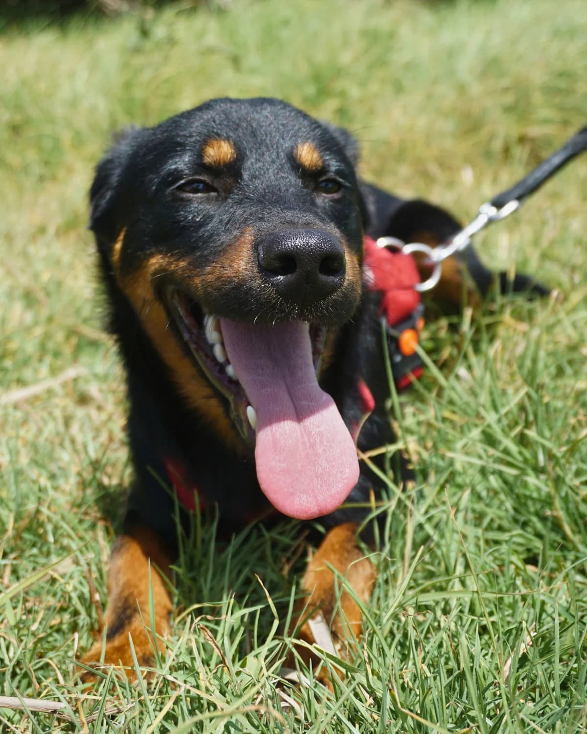 Leon, male 4yo Mixed Breed for adoption at Amigo Fiel Bombarral