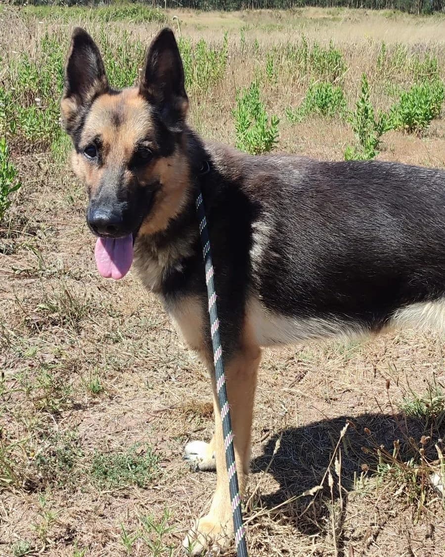 Lory, female 7yo Mixed Breed for adoption at Amigo Fiel Bombarral