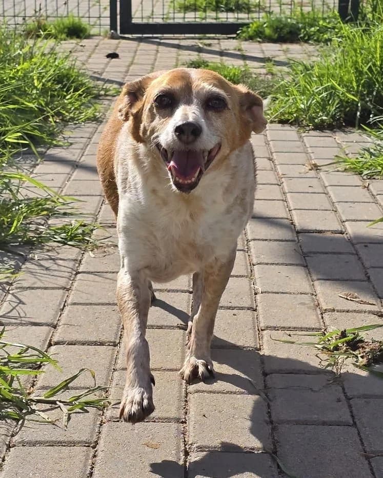 Pipoca, female Mixed Breed for adoption at Amigo Fiel Bombarral