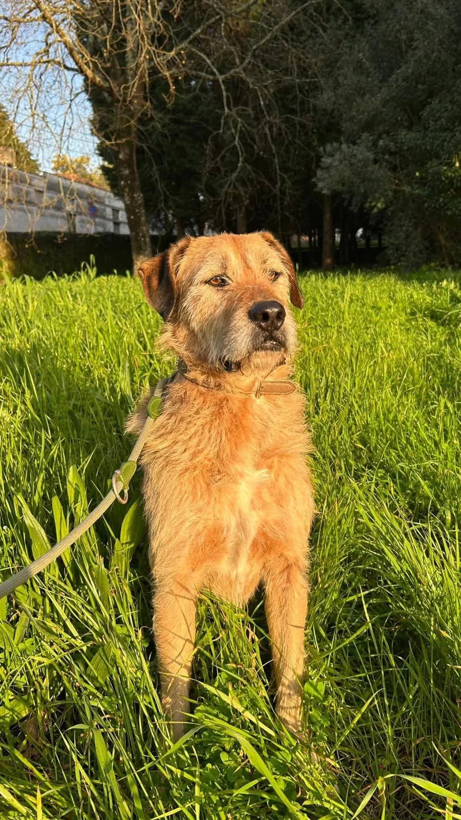 Bino Onix, male Mixed Breed for adoption at ANA Santa Comba Dão