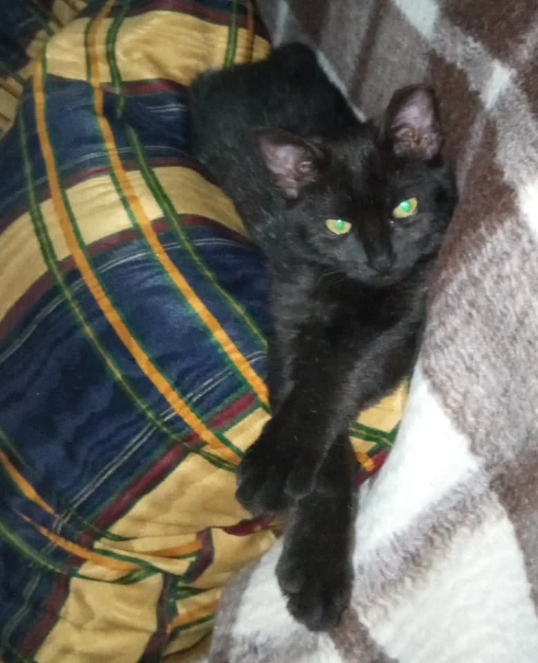 Paulinho, Mixed Breed for adoption at ANA Santa Comba Dão