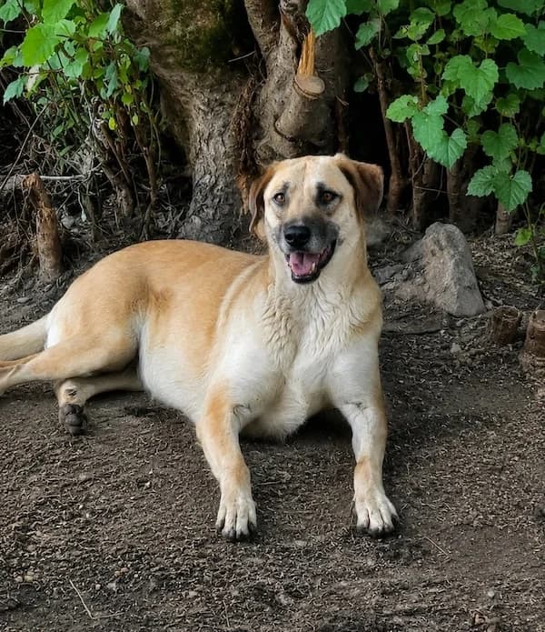 Luzia, female Mixed Breed for adoption at ANA Santa Comba Dão