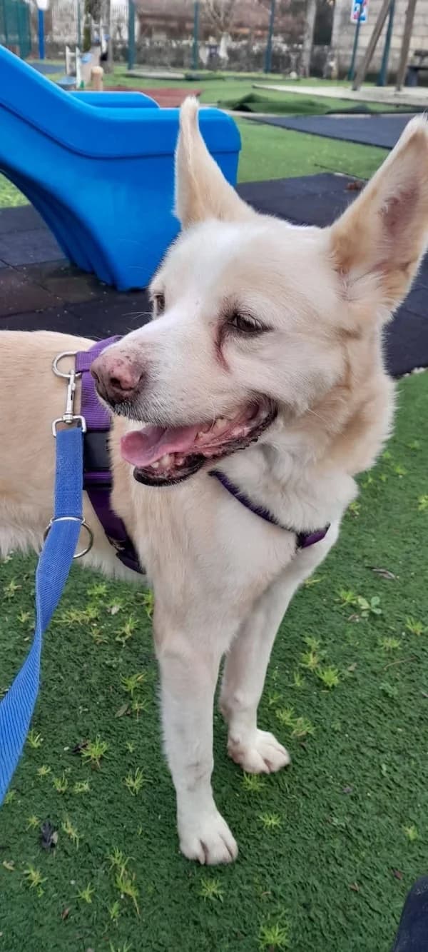 Melo, male Mixed Breed for adoption at ANA Santa Comba Dão