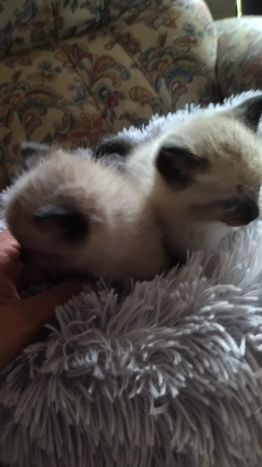 Iury e Inggue irmãos, male Mixed Breed for adoption at ANA Santa Comba Dão