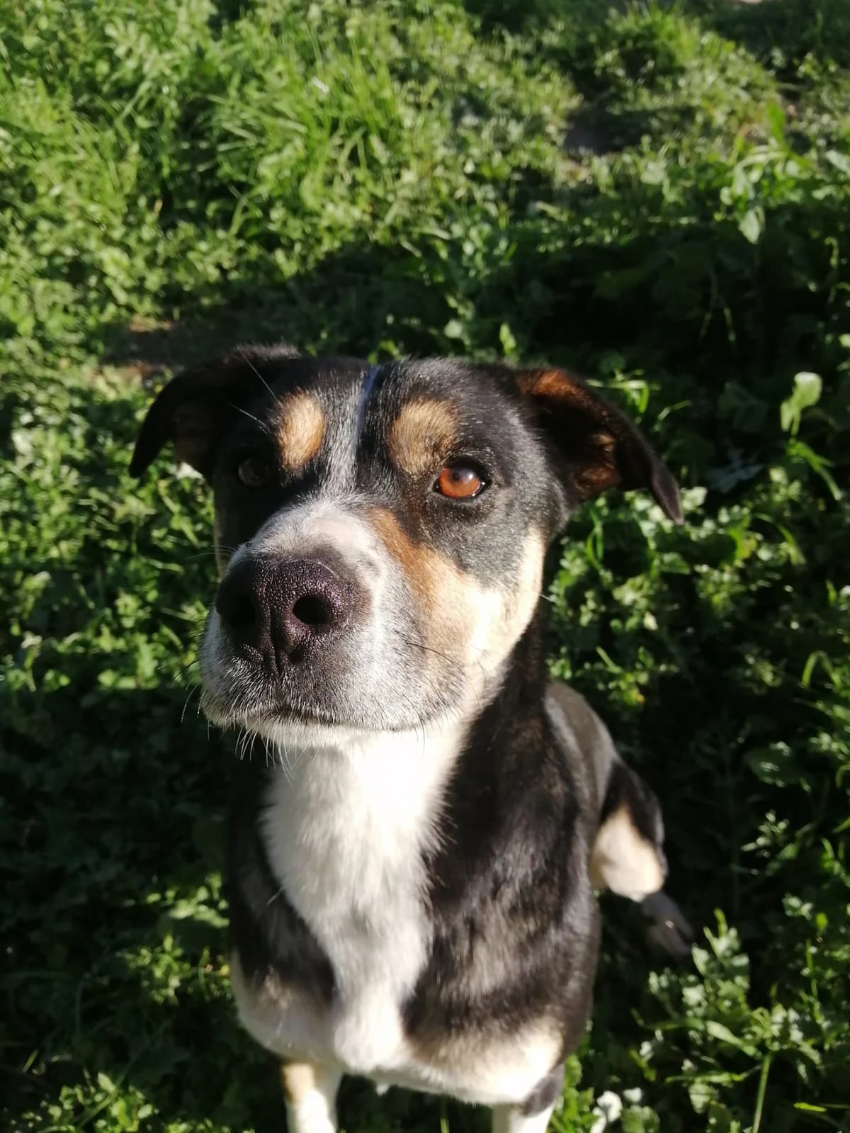 Chinelo, male 5yo Mixed Breed for adoption at Animais Sem Fronteiras