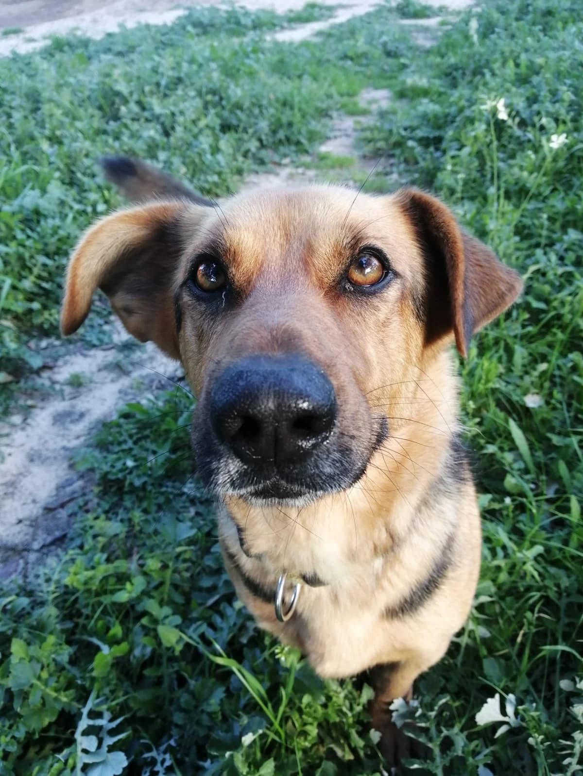 Diana, female 5yo Mixed Breed for adoption at Animais Sem Fronteiras
