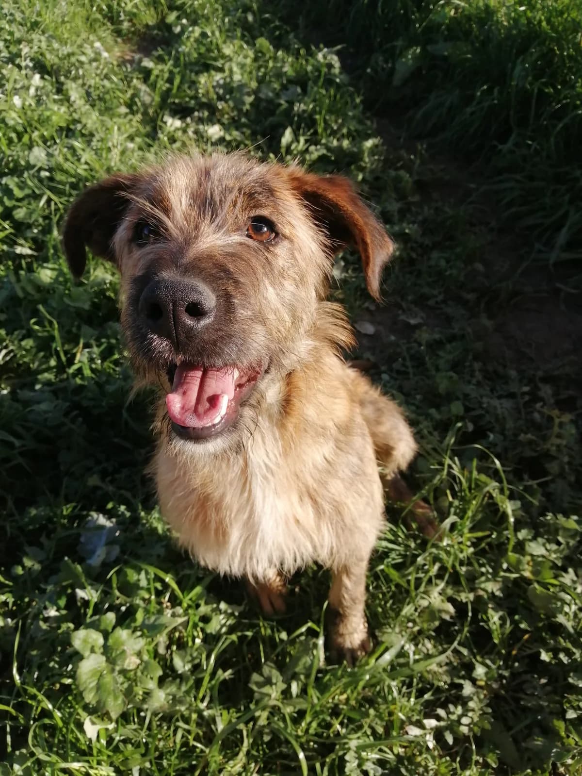 Ginger, male puppy Mixed Breed for adoption at Animais Sem Fronteiras