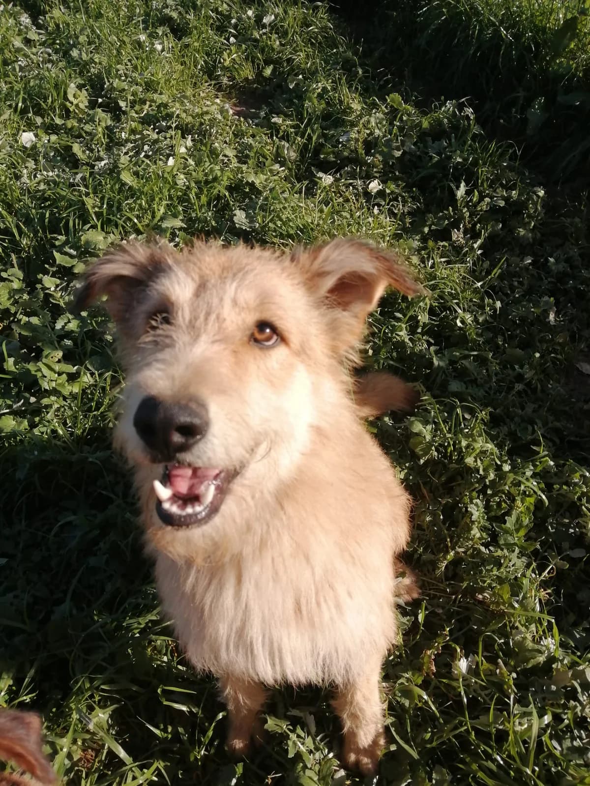 Jerry, male puppy Mixed Breed for adoption at Animais Sem Fronteiras