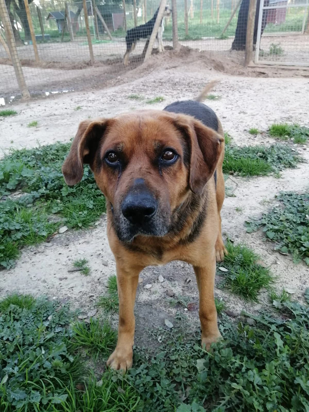 Jorge, male senior Mixed Breed for adoption at Animais Sem Fronteiras