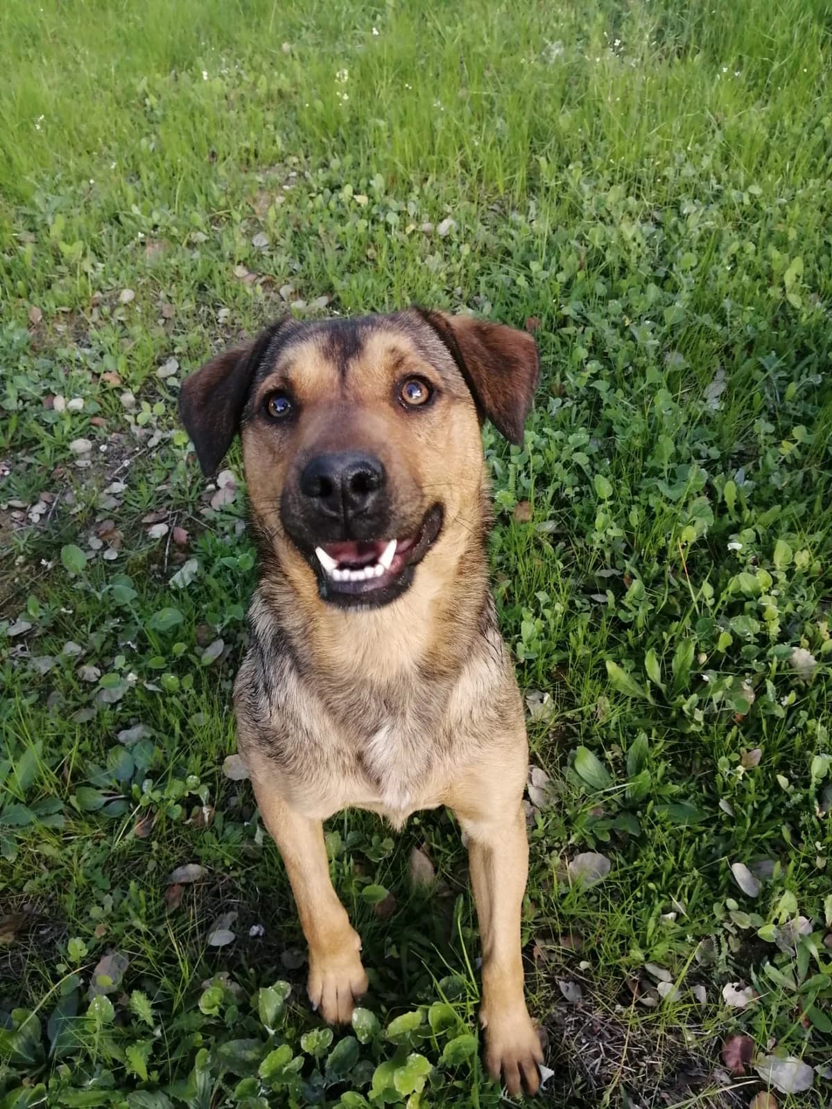 Lima, female 5yo Mixed Breed for adoption at Animais Sem Fronteiras